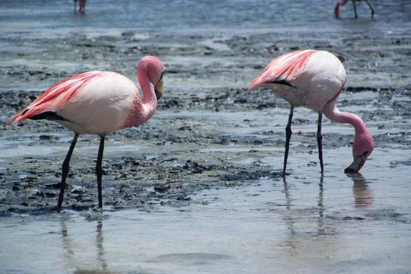 Een paar roze flamingo's voeden zich op het oppervlak van salina lake - Laguna Hedionda Stockfoto