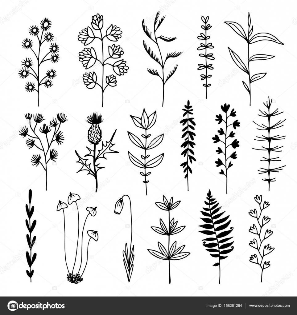 Botanical Illustration Vector Pattern With Drawn Leaves Herbs And Flowers Stock Vector Image By C Fandorina
