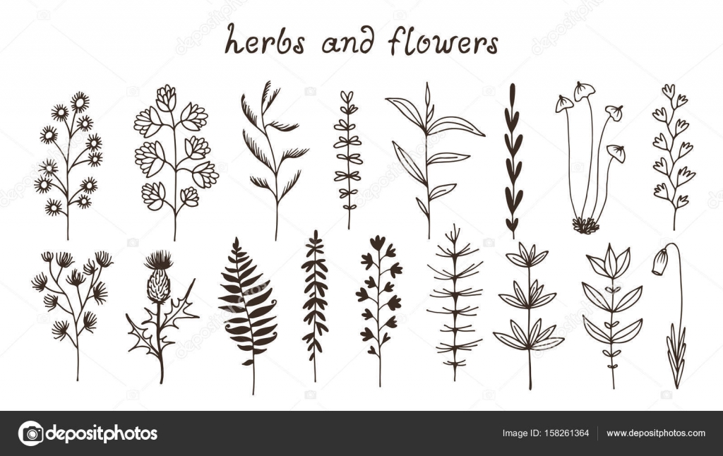 Botanical Illustration Vector Set With Drawn Leaves Herbs And