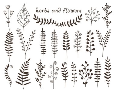 Botanik illüstrasyon, set el ile çizilmiş vektör yaprak, bitkiler ve çiçekler