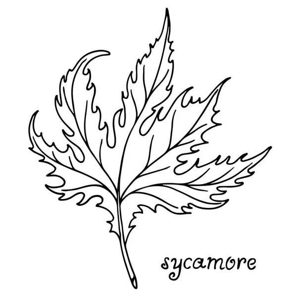 Sycamore tree leaf vector illustration — Stock Vector