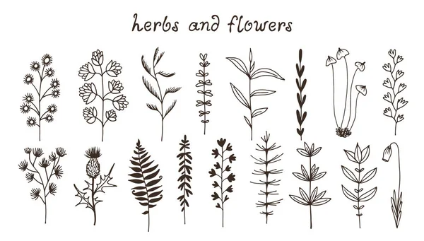 Botaniska illustration, vektor set med dragna blad, örter och blommor — Stock vektor