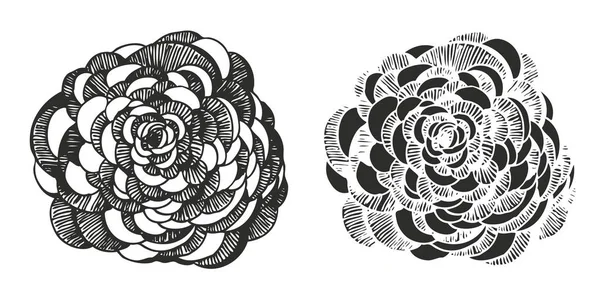 Blommor Vektor Illustration Dekorativa Blommor Bakgrund Handritade Ranunculus — Stock vektor