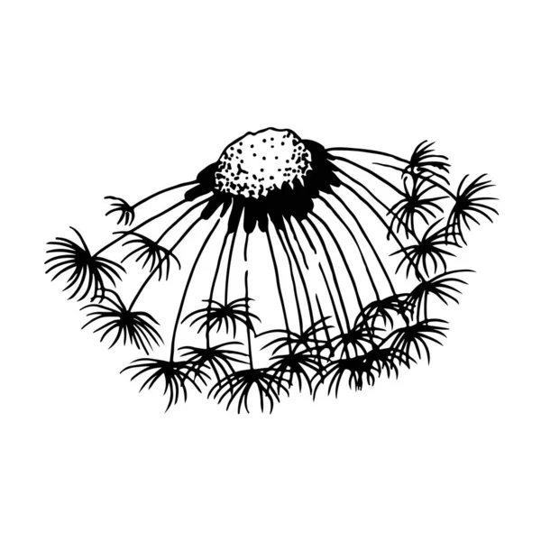 Pissenlit Soufflant Illustration Vectorielle Dessinée Main Isolé Sur Fond Blanc — Image vectorielle