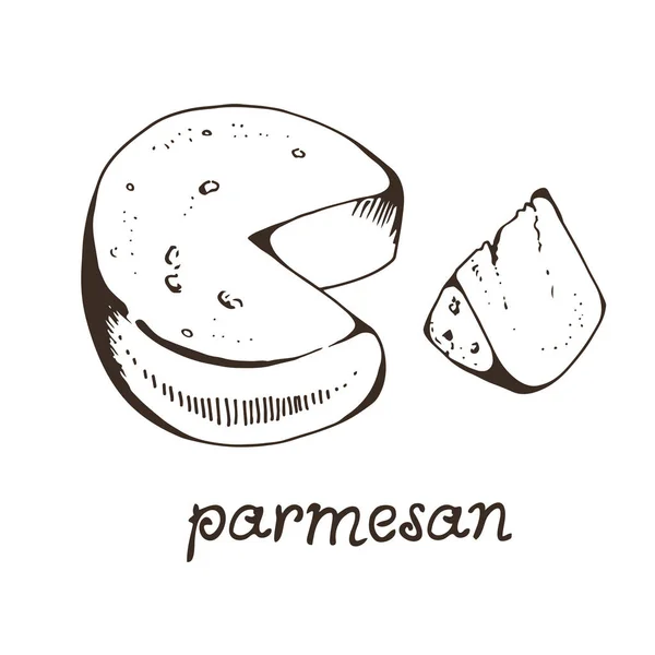 Ost Parmesan Handritad Vektor Illustration Isolerad Vit Bakgrund Med Handritad — Stock vektor