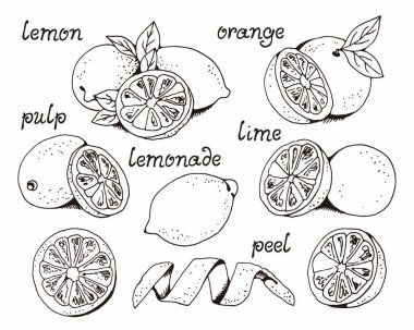 Limonlar ve portakallar, meyve vektörü seti, kireç, turunçgil vektör çizimi, elle çizilmiş yazı ile beyaz arkaplanda izole edilmiş.