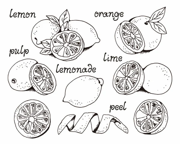 Limoni Arance Frutta Vettore Insieme Calce Agrumi Vettore Illustrazione Isolato — Vettoriale Stock