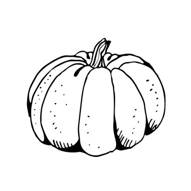 Kabak vektörü çizimi, el çizimi resimleme beyaz arkaplanda izole