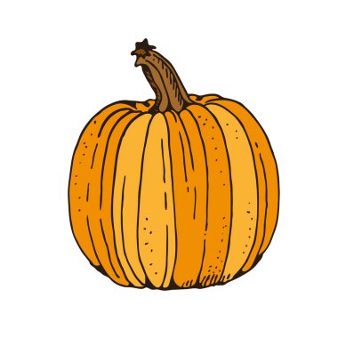 Kabak rengi vektör çizimi, beyaz arkaplanda el çizimi illüstrasyon