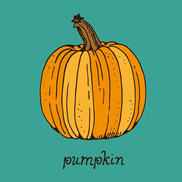 Dibujo Vectorial Color Calabaza Ilustración Dibujada Mano Aislada Sobre Fondo — Archivo Imágenes Vectoriales