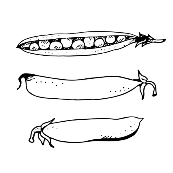 Groene Erwten Set Hand Getekend Vector Schets Geïsoleerd Witte Achtergrond — Stockvector