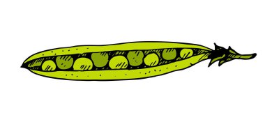 Yeşil bezelye elle çizilmiş vektör çizimi beyaz arkaplanda izole edildi