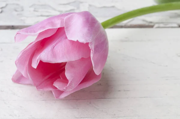 Pink tulip over wooden table — Stock Photo, Image