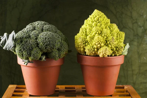 Broccoli and romanesco cauliflower in clay pot — Stock Photo, Image