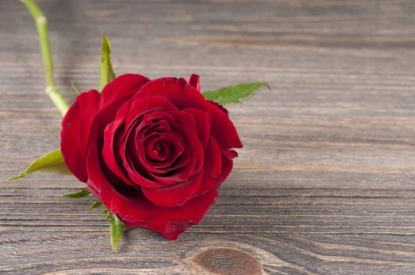 Rosa roja sobre fondo de madera . —  Fotos de Stock