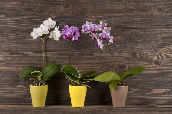 Orchidee in klei pot op houten achtergrond. — Stockfoto