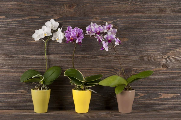 Orchid in clay pot over wooden background. — Stock Photo, Image