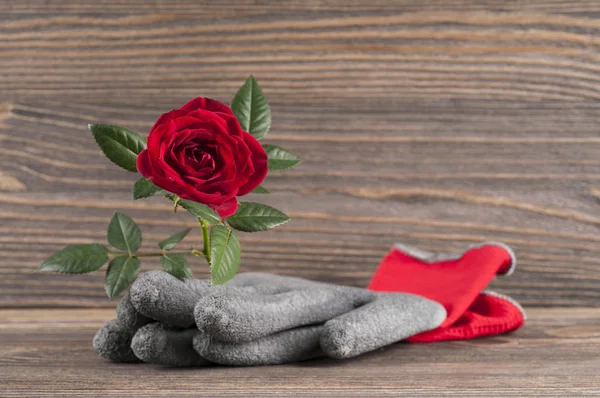 Zahradní koncept Zátiší s růže květ a rukavice, zahradník — Stock fotografie