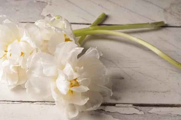 Białego tulipana na drewniane tła. — Zdjęcie stockowe