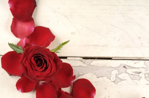 Rose und Blütenblätter über Holzgrund. lizenzfreie Stockbilder