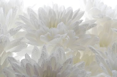 Arka plan beyaz taze güzel krizantem soyut