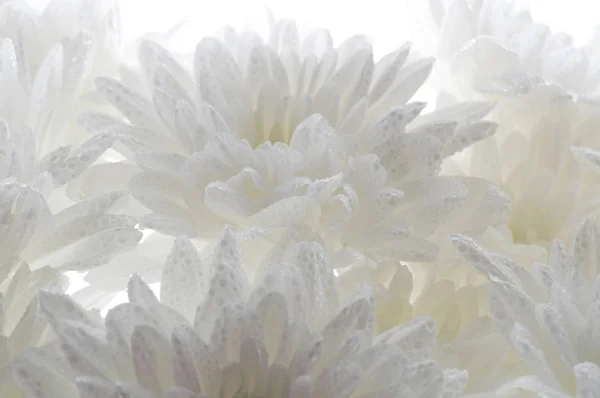 White fresh beautiful chrysanthemums abstract background — Stock Photo, Image