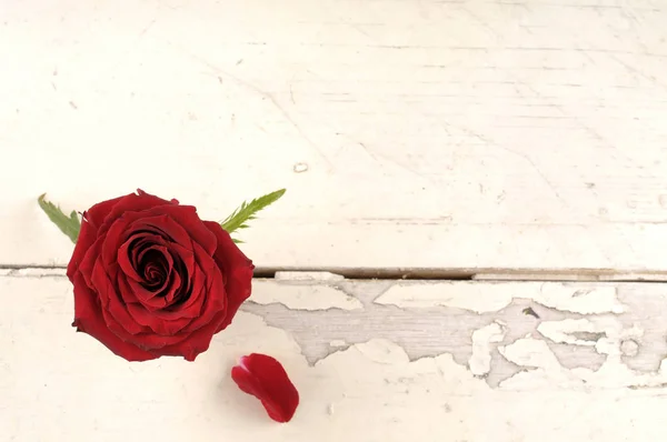 Één rode roos over witte houten achtergrond. — Stockfoto