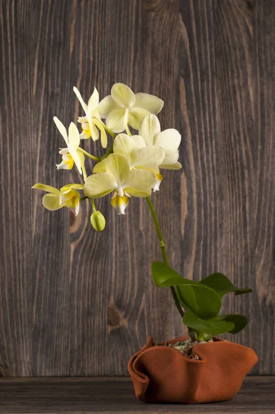 Orchid in clay pot over wooden background. — Stock Photo, Image