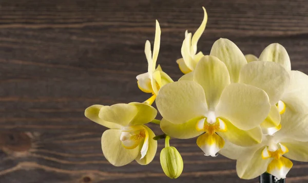 Orchidee Blume über hölzernen Hintergrund. — Stockfoto