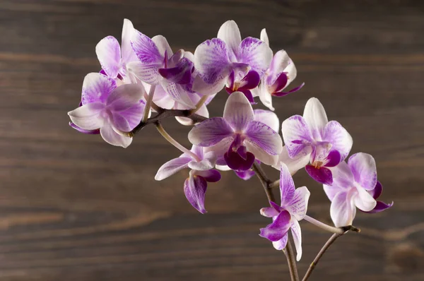 Orkidé blomma över trä bakgrund. — Stockfoto