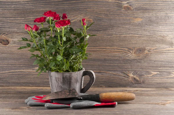 Tuin begrip stilleven met rozen, handschoenen en gardener's trow — Stockfoto