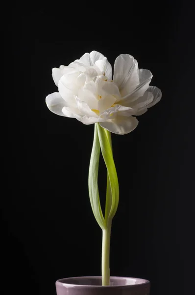 Vit tulip över grå bakgrund. — Stockfoto