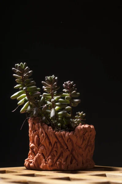 Succulent houseplant in clay pot. — Stock Photo, Image