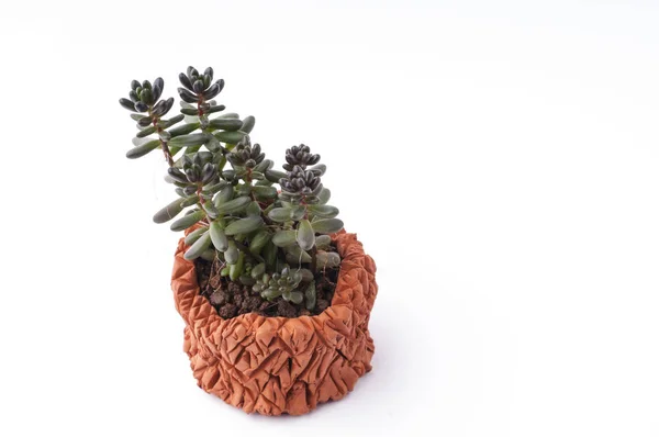 Succulent plant in homemade clay pot. Royalty Free Stock Images