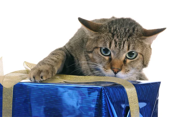 Kedi bir hediye kutusu