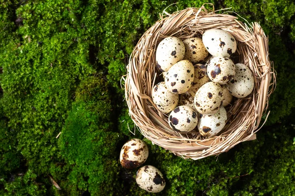 Quail eggs in a nest against the background of moss. On the moss is a nest with raw quail eggs. Top view with space for text