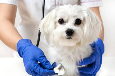 Köpek veteriner veteriner Kliniği tarafından examinated olduğunu