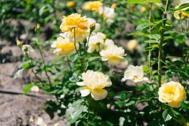 Bahçedeki sarı güller