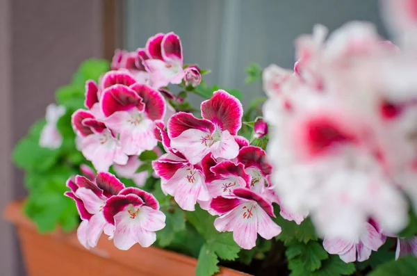 Geranium Flowers Street Decor Close — Stock Photo, Image