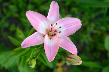 Yeşil arka planda çiçek açan zambak