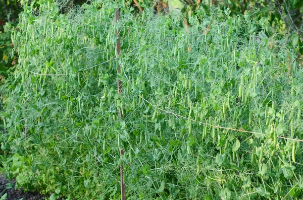 Muchos Guisantes Verdes Los Arbustos — Foto de Stock