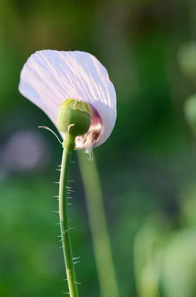 Poppy Ostatni Płatek Koncepcja — Zdjęcie stockowe