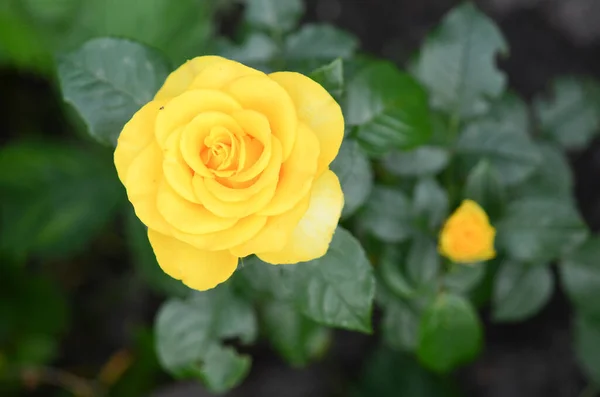 Bahçedeki Sarı Güller — Stok fotoğraf