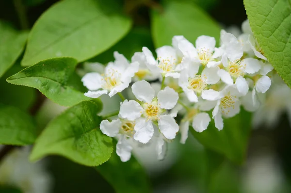 Rama Cerca Flores Cerezo — Foto de Stock