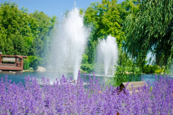 Paisagem Ensolarada Com Uma Fonte Flores Lavanda — Fotografia de Stock