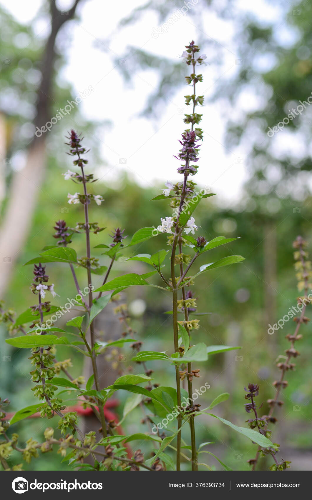 Flowering Basil Plant Garden — Stock Photo © sapfirhik 376393734