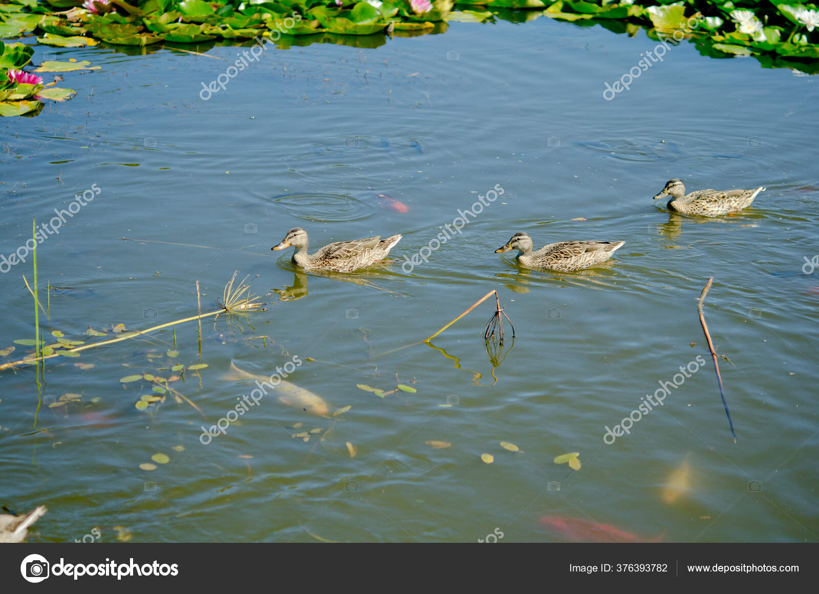 Drei Enten Einem Teich Voller Fische — Stockfoto © sapfirhik 376393782