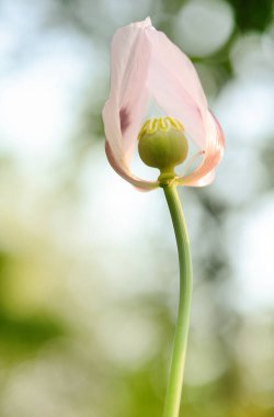 Poppy, son taç yaprağı, konsept.