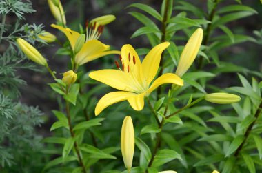 Yeşil arka planda çiçek açan zambak