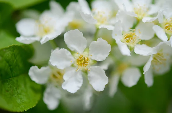 Rama Cerca Flores Cerezo —  Fotos de Stock
